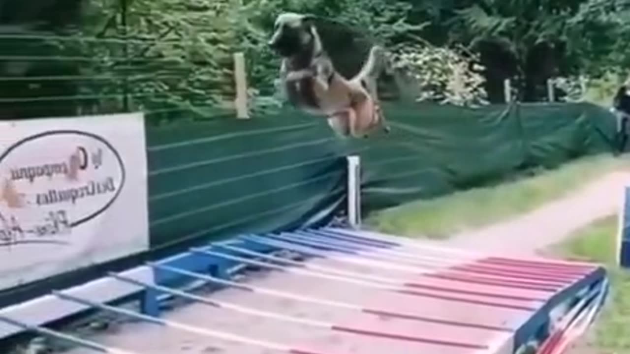 Super Dog
