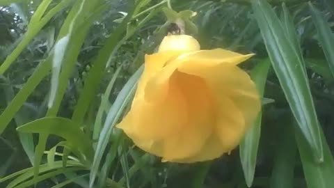 Pretty yellow bell flower, there is a bee walking near of it [Nature & Animals]