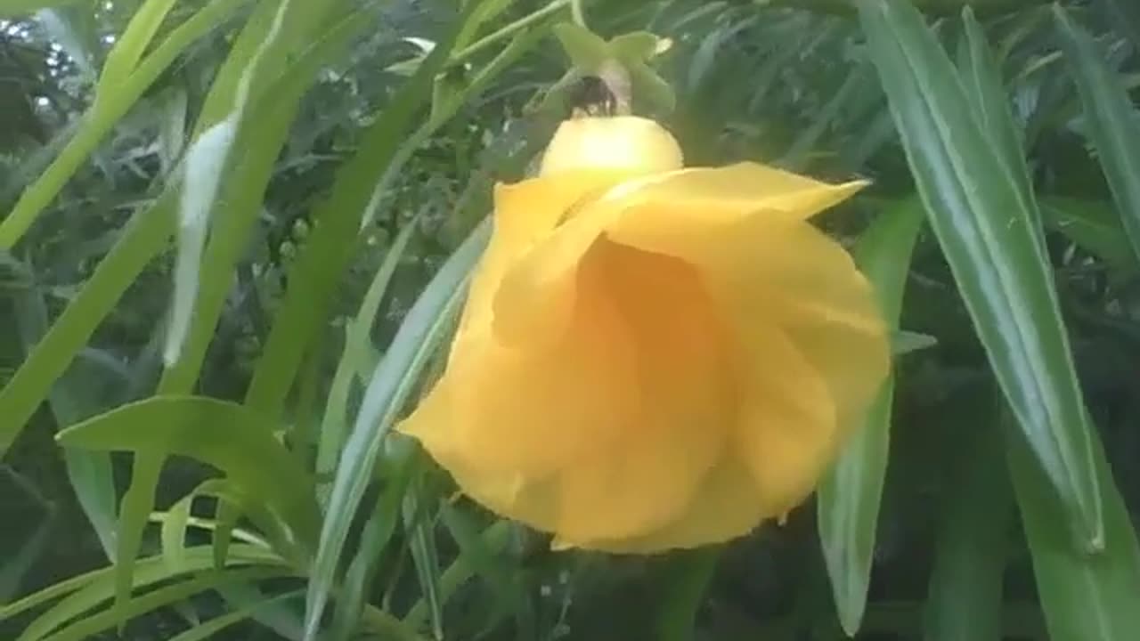 Pretty yellow bell flower, there is a bee walking near of it [Nature & Animals]