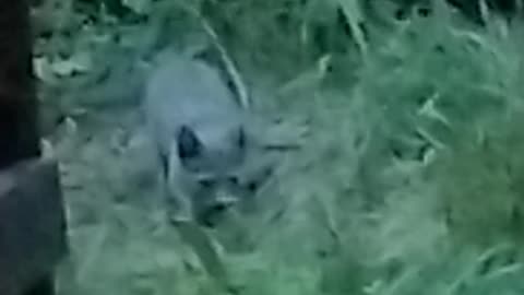 Stray kitten ripped rat to the bone part 2