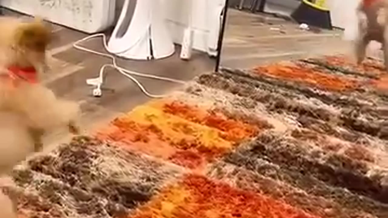 😂🐶 Wait For The Ending... Dog vs Imposter Moves! | FunFM