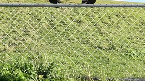 #physicalcomedy #shorts #animals