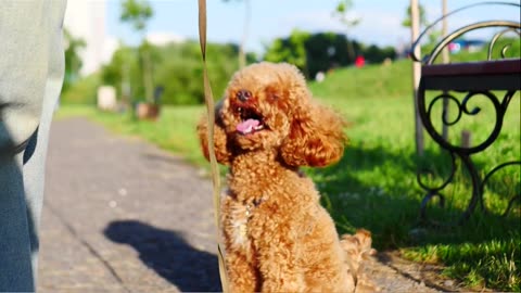 Pets Don’t Speak, But They Understand You Better Than Humans 🐾