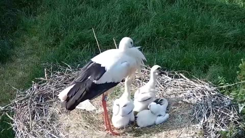 Family siesta with confirmation of family love ❤