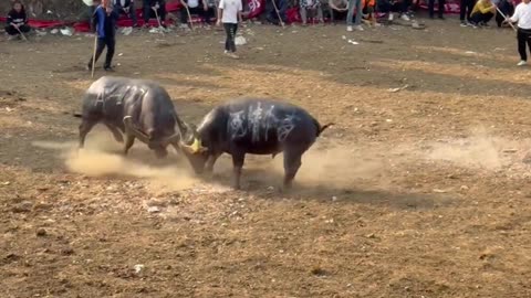 This 177-pound bull king did a quick calculation—and bolted in no time!