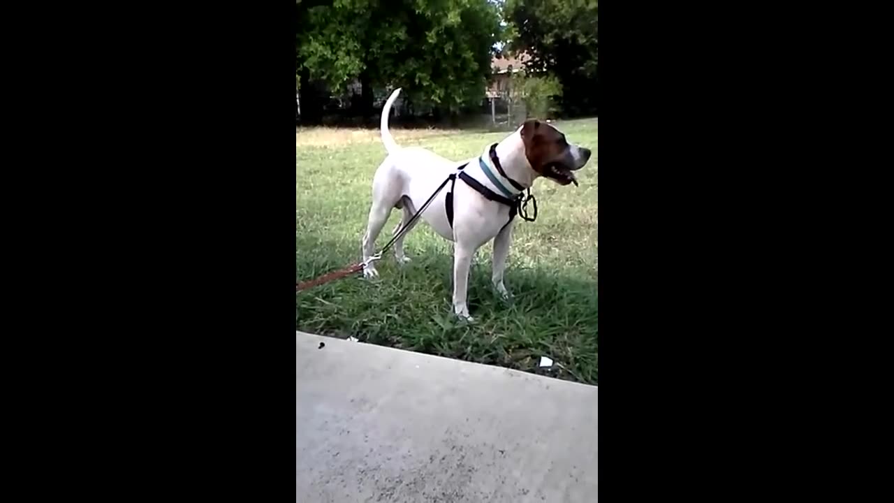 Meet Woody the Worlds Laziest Dog (8 Hour Version)