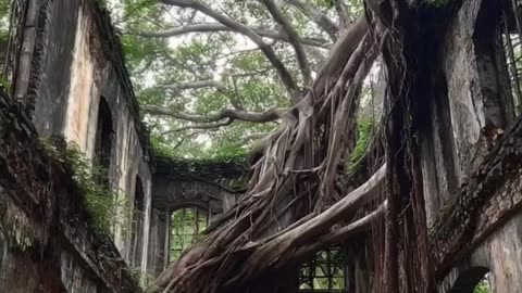 Ross Island- Where British 'paradise' was built on Indian graves