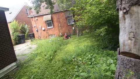 Cutting grass on Saturday at Hong Kong investor. the shea show