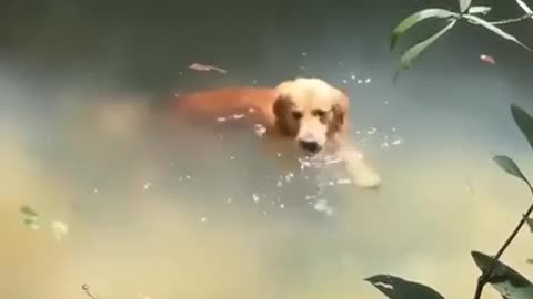 Going for a swim