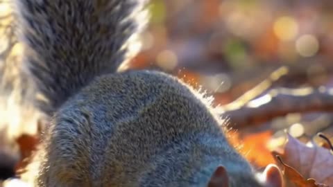 Squirrel digging and hiding a nut in soft forest floor