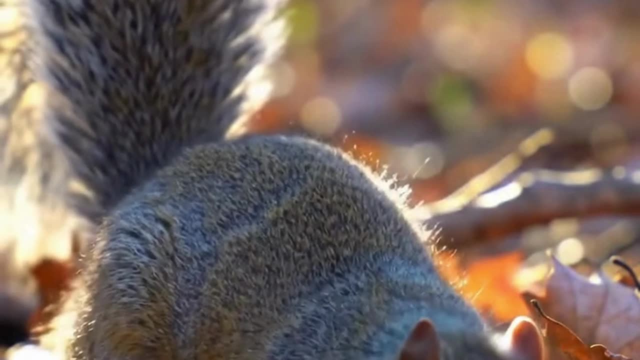 Squirrel digging and hiding a nut in soft forest floor