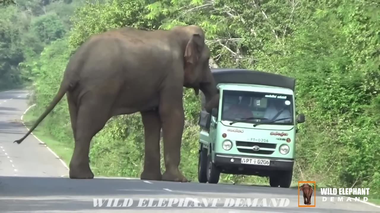 WILD LIFE