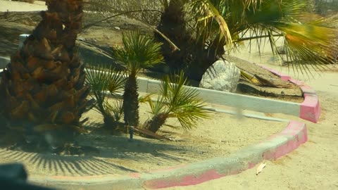 Baby palm trees!