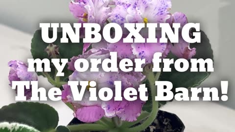 Unboxing Violet Barn