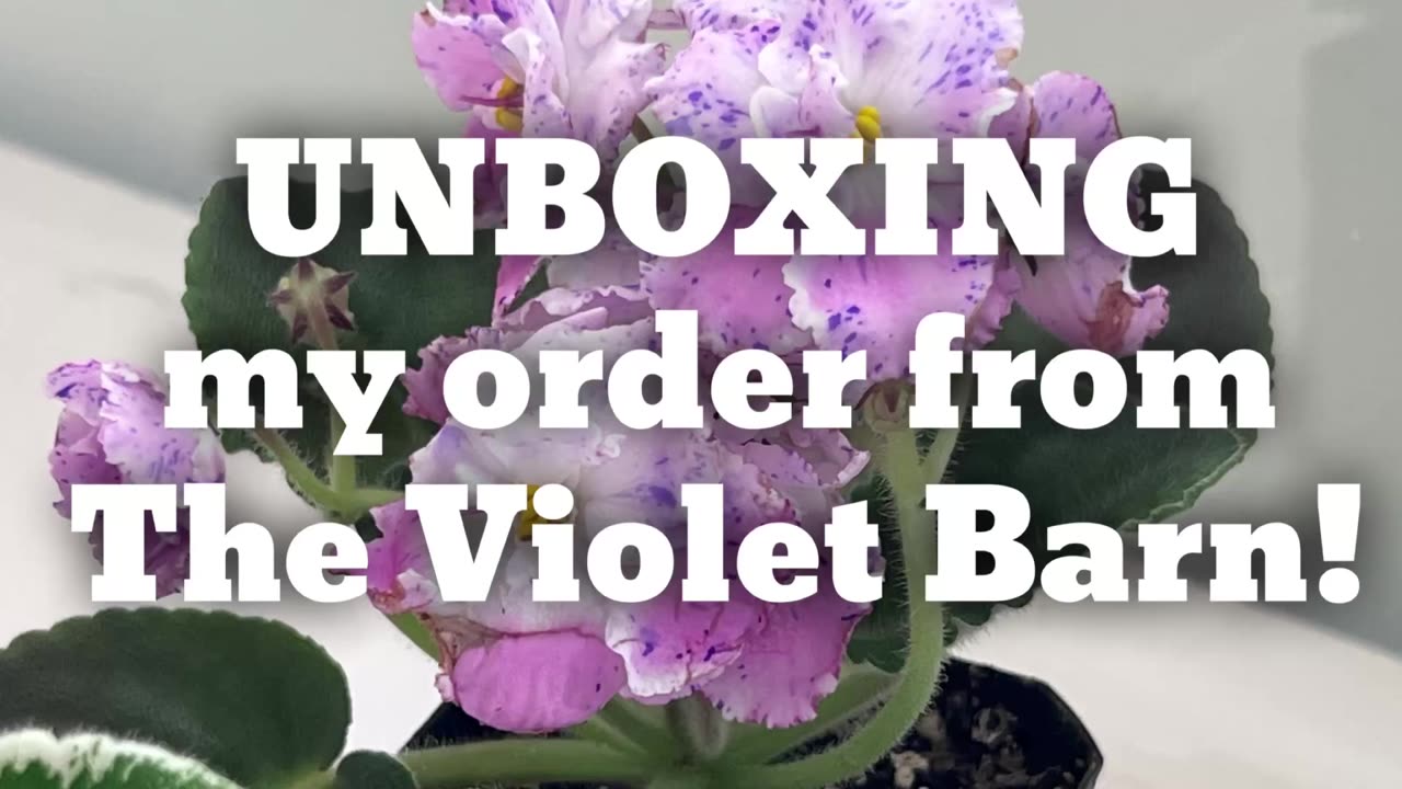 Unboxing Violet Barn