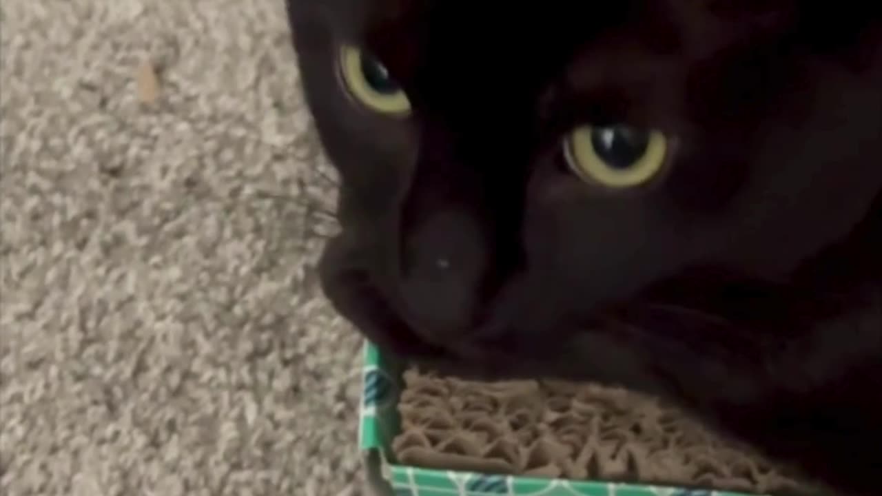 Cute Precious Piper is Surrounded By Work Mess - My Adopted Shelter Cat Vlog #shorts