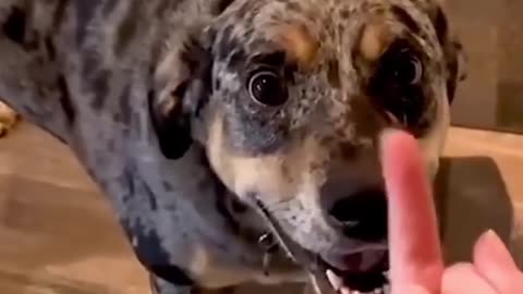 Dog’s Reaction In The Face Of The Middle Finger 😂 So Funny