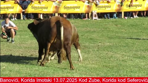 Korida kod Tubića Liskovica 2025