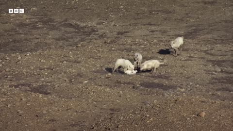 Some of the Greatest Fights in the Animal Kingdom | #2