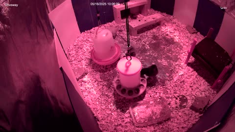 Chicks in the Brooder