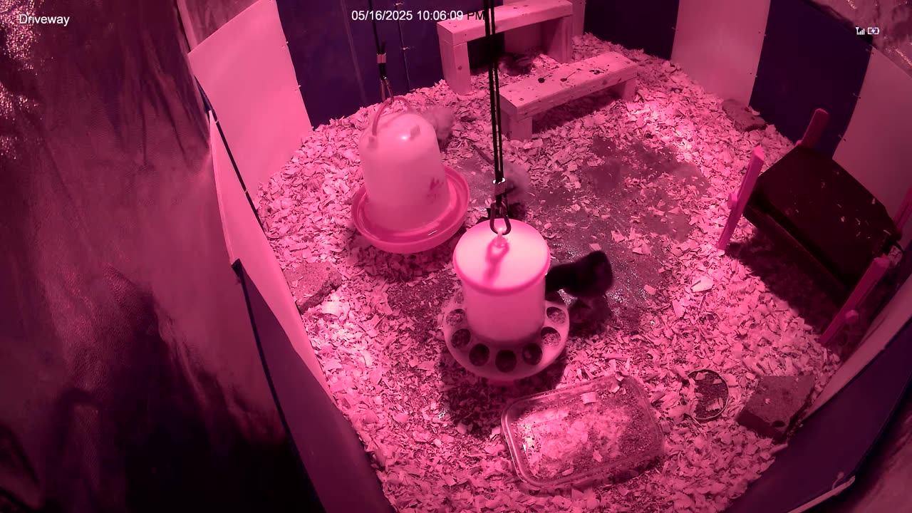 Chicks in the Brooder