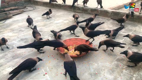 Beautiful Crow Video Feeding Together | Crow bird crowing sounds to attract crows naturally,