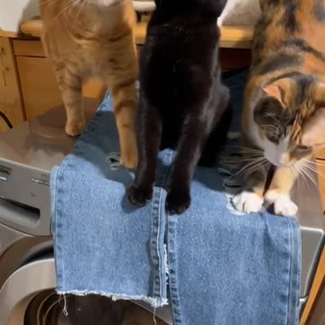 Laundry Cats