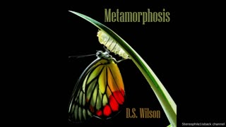 D.S. Wilson - Bad Boogie