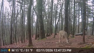 The Woods – 02/12/2026