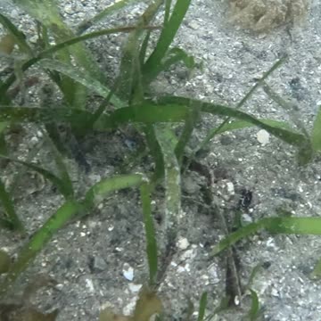 Snorkeling Day! #jellyfish