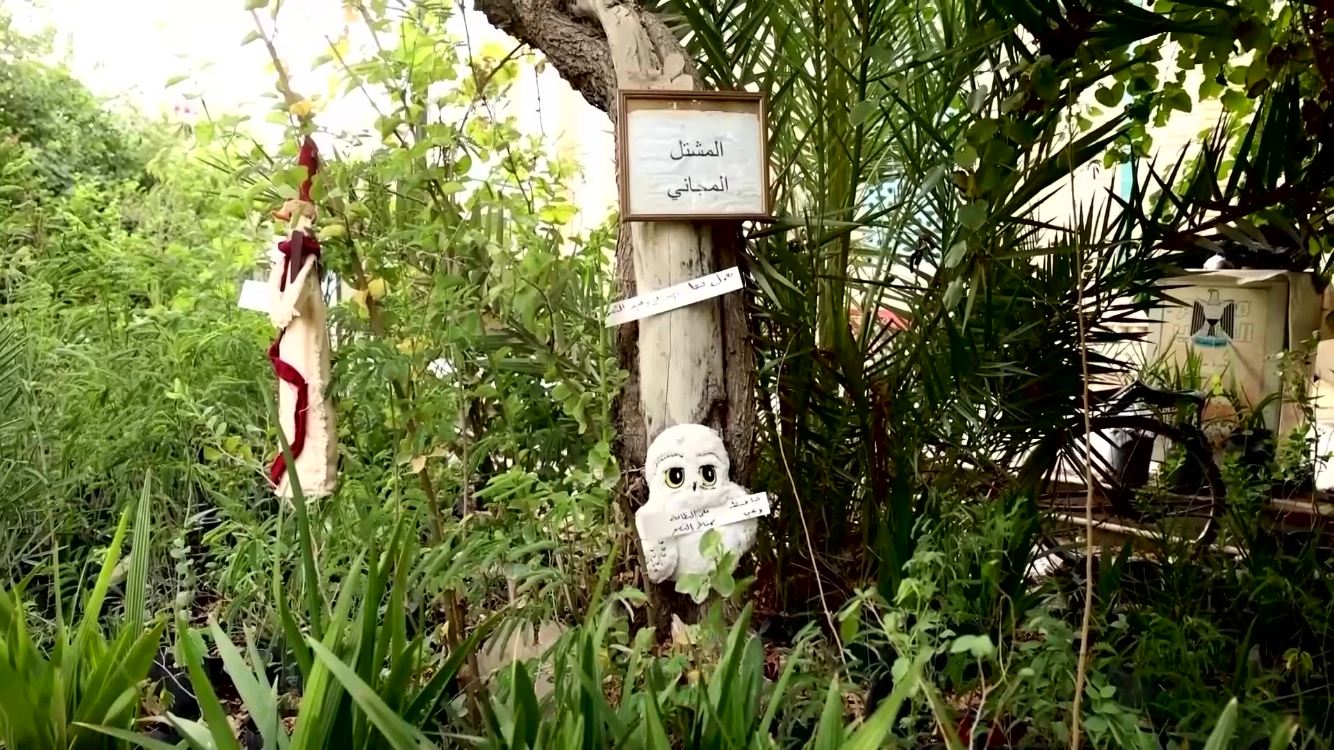 Iraqi gardener plants trees in Baghdad to fight desertification