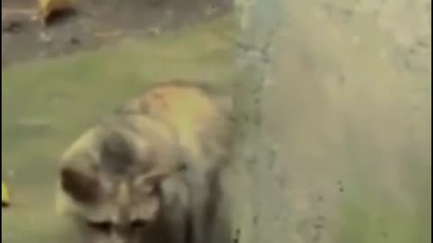 Cat Fight with Snake | Amazing Animal Fight Moments