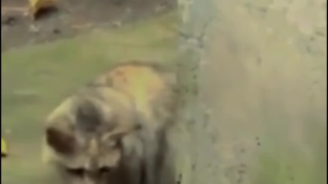 Cat Fight with Snake | Amazing Animal Fight Moments
