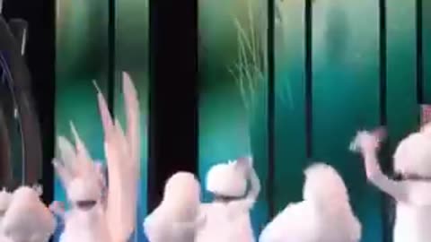 The dance of little swans | funny videos | crazy clips