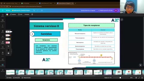 AULA 20 REGULAR 2025 - 1 | Semana 14 | Anatomía