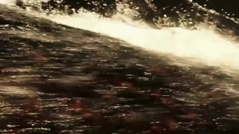 I Rode A Train From Hell