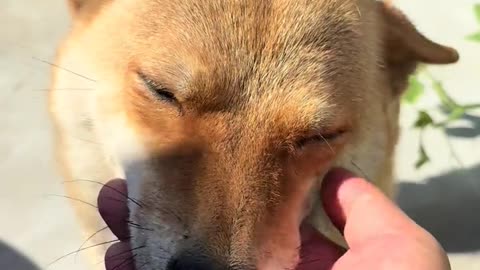 The smile of a yellow dog is the most heartwarming, follow me for updates