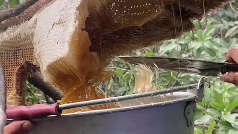 Big Bee Honey On tree