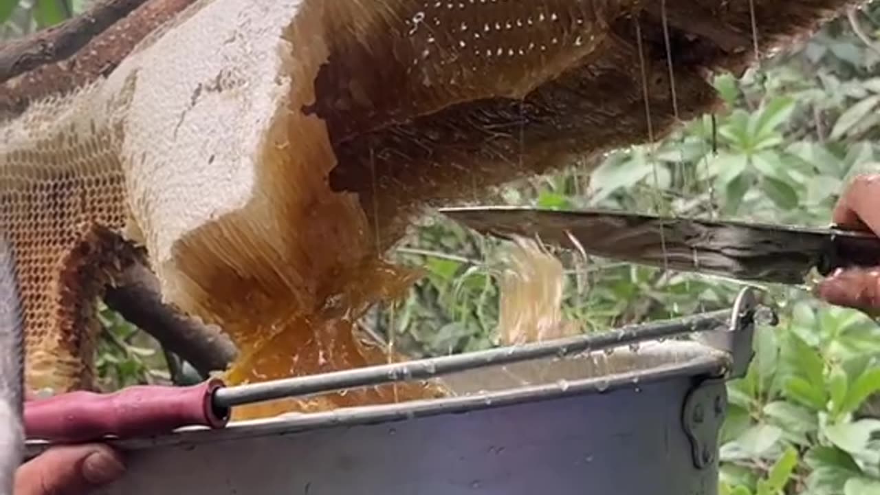 Big Bee Honey On tree