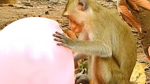 Baby monkey comedy