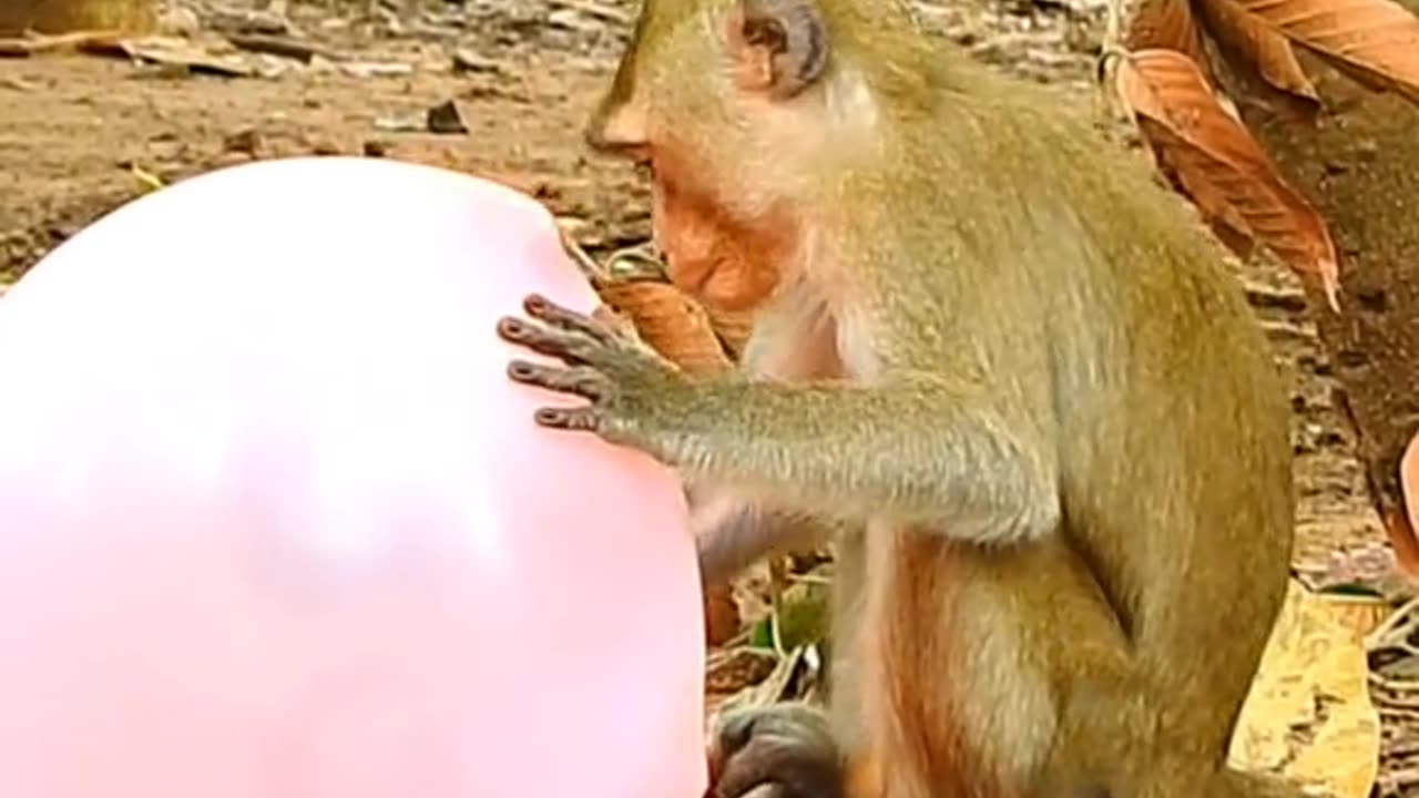 Baby monkey comedy