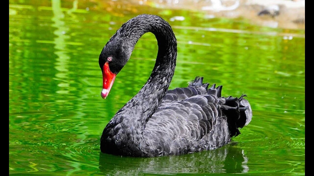 Black Swan