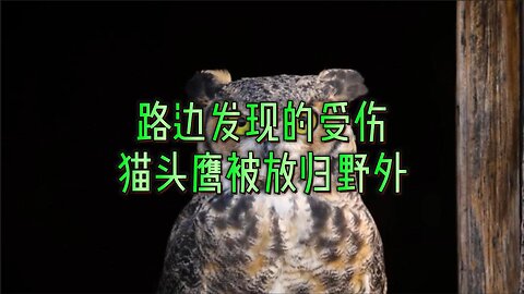 路边发现的受伤猫头鹰被放归野外