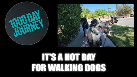 1000 Day Journey 0723 It's a Hot Day for Walking Dogs