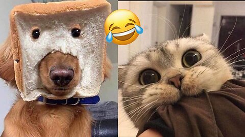 Viral Try Not To Laugh Cats And Dogs Videos 😁 - BEST Funny Animal Videos 2025