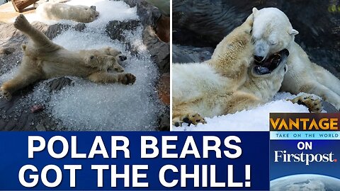 Prague Zoo Polar Bears Get Ice Beds as Europe Swelters in Heatwave | Vantage on Firstpost | N18G
