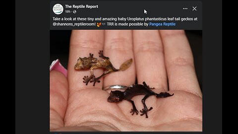 Geckos on FB