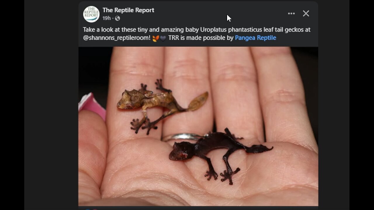 Geckos on FB