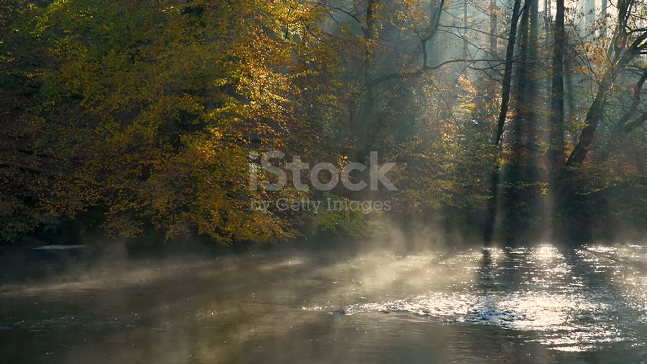 Nature Jungle