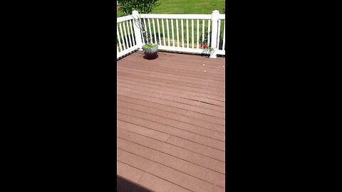 swarm of one of my hives. 5.15.25